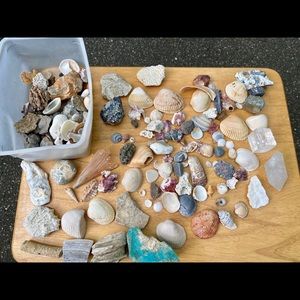 Bucket of shells- perfect for crafts